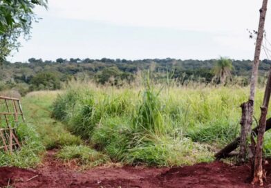 Corpo de idoso é encontrado dentro de saco em área de brejo.